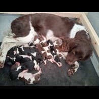 English Springer Spaniel