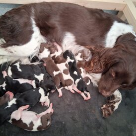 English Springer Spaniel