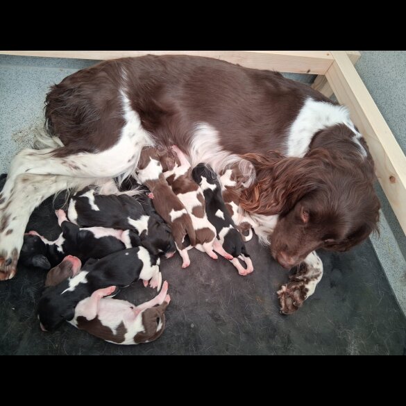 English Springer Spaniel