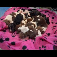 English Springer Spaniel