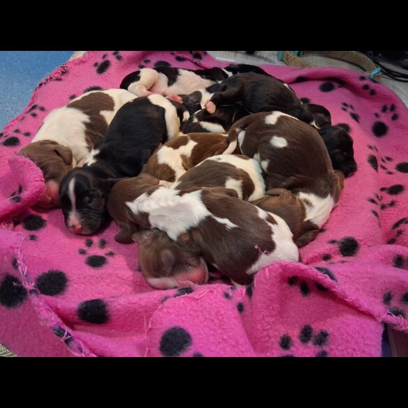 English Springer Spaniel