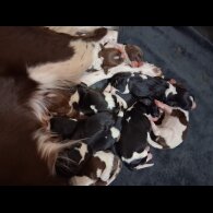 English Springer Spaniel