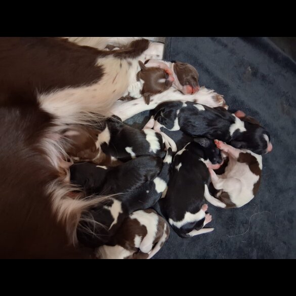 English Springer Spaniel