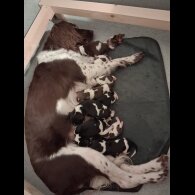 English Springer Spaniel
