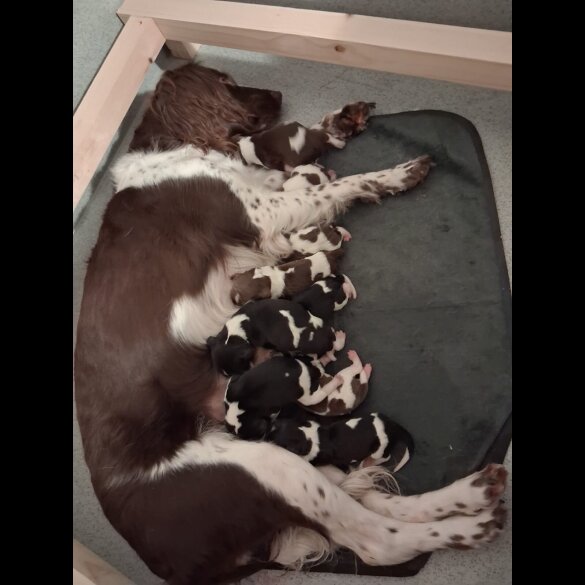 English Springer Spaniel