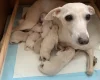 Italian Greyhound