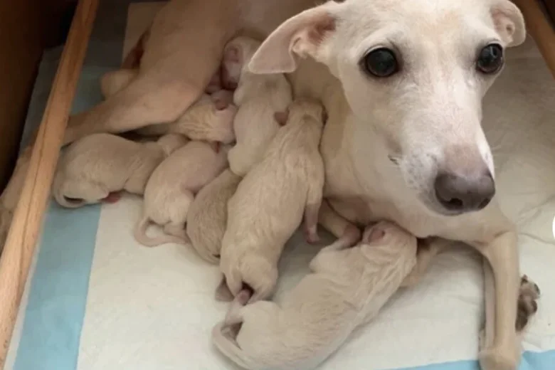 Italian Greyhound