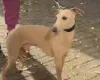Italian Greyhound