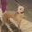 Italian Greyhound