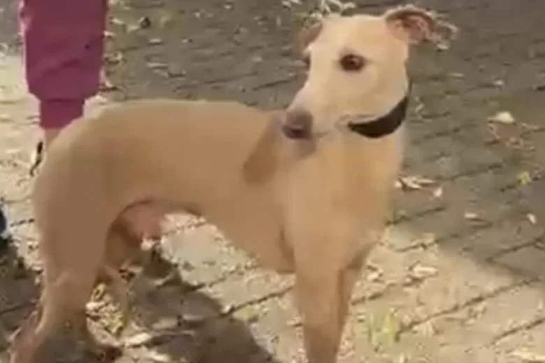 Italian Greyhound