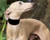 Italian Greyhound