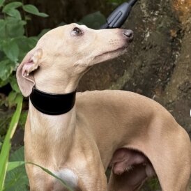 Italian Greyhound