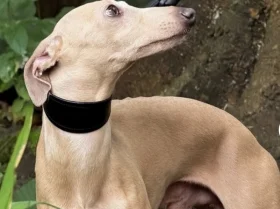 Italian Greyhound