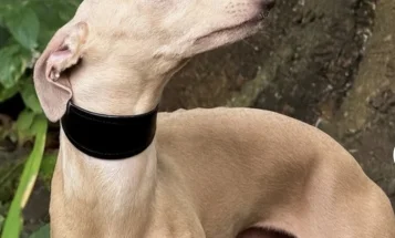 Italian Greyhound