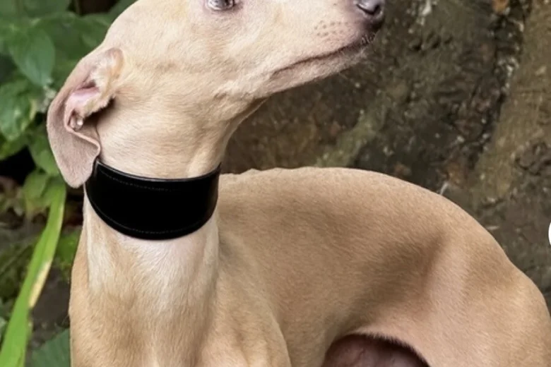 Italian Greyhound