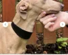Italian Greyhound