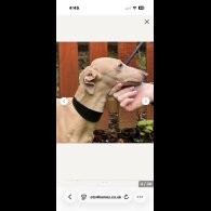 Italian Greyhound