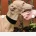 Italian Greyhound