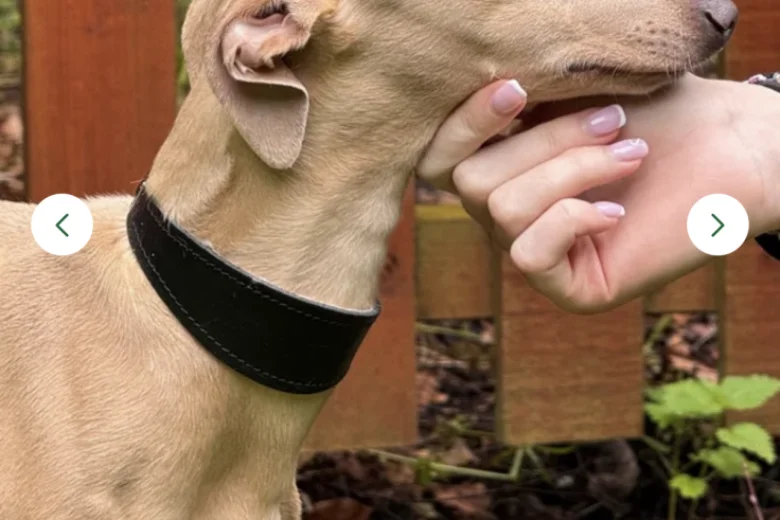 Italian Greyhound