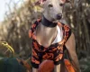 Italian Greyhound