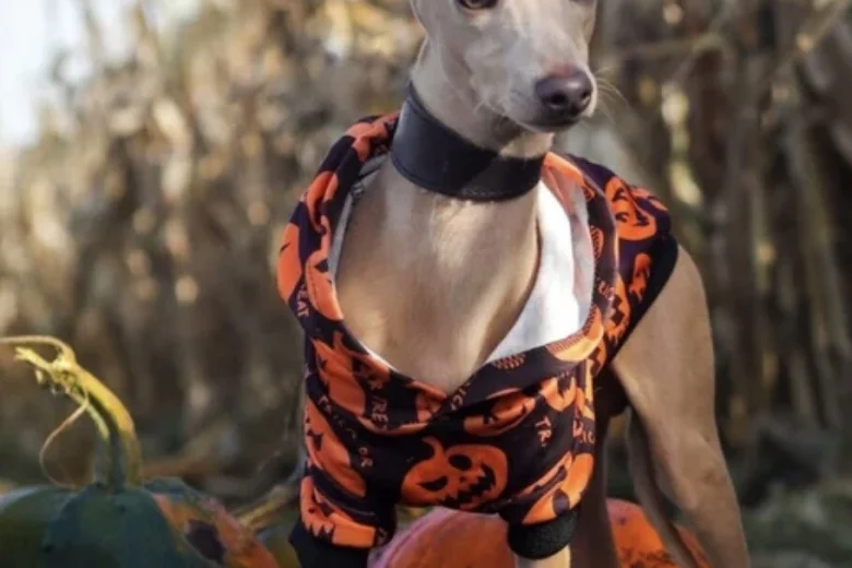 Italian Greyhound