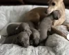 Italian Greyhound