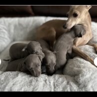 Italian Greyhound