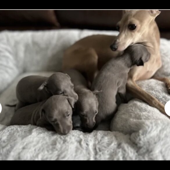 Italian Greyhound