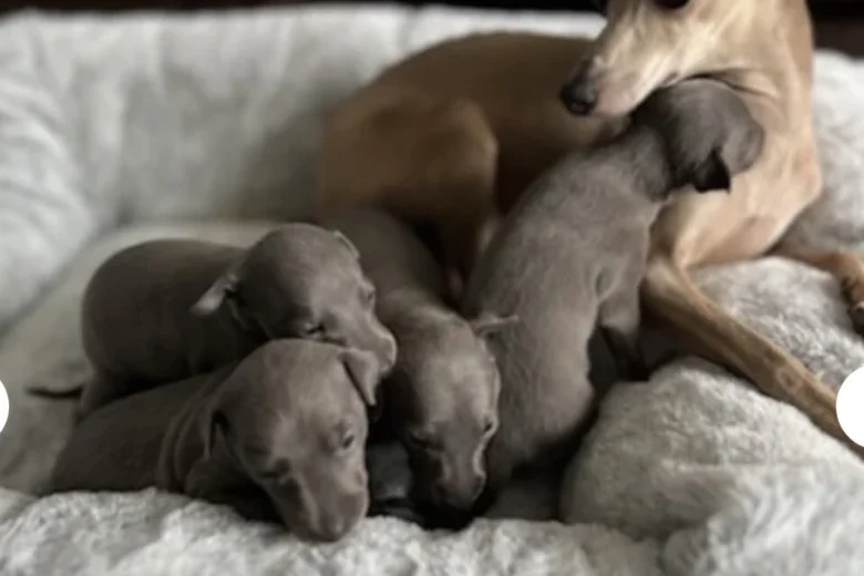 Italian Greyhound