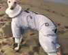 Italian Greyhound