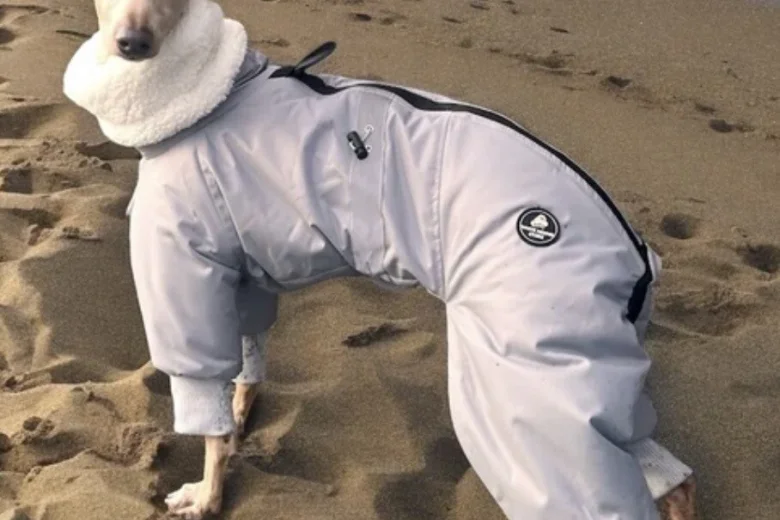 Italian Greyhound