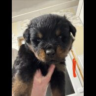 Rottweiler