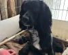 Cocker Spaniel (Working)