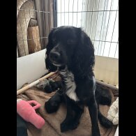 Cocker Spaniel (Working)