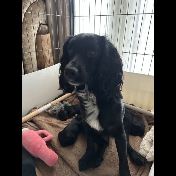 Cocker Spaniel (Working)