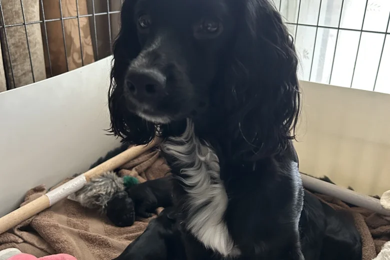 Cocker Spaniel (Working)