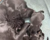 Cocker Spaniel (Working)