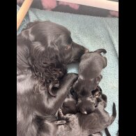 Cocker Spaniel (Working)