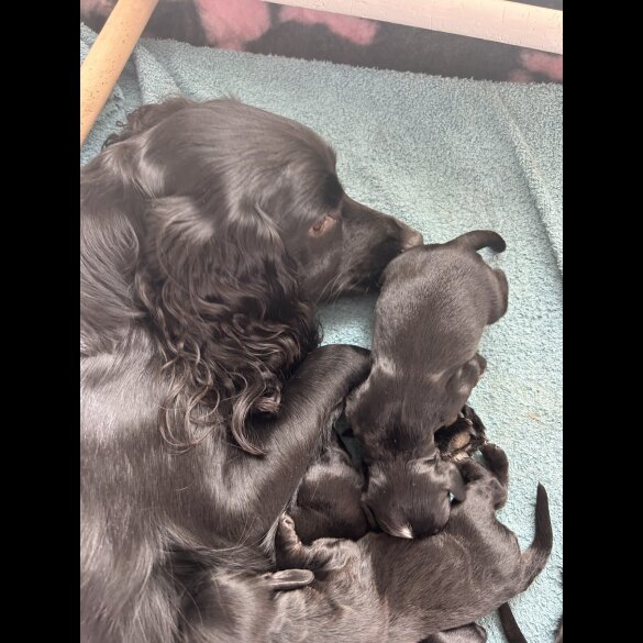 Cocker Spaniel (Working)