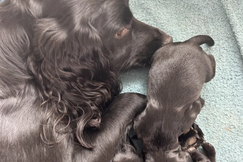 Cocker Spaniel (Working)