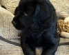 Cocker Spaniel (Working)