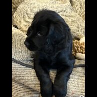 Cocker Spaniel (Working)