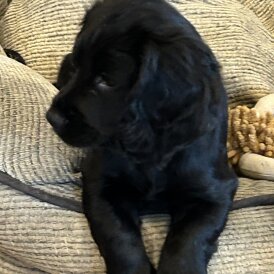 Cocker Spaniel (Working)