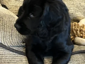 Cocker Spaniel (Working)