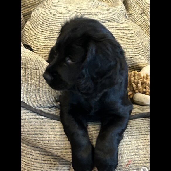 Cocker Spaniel (Working)