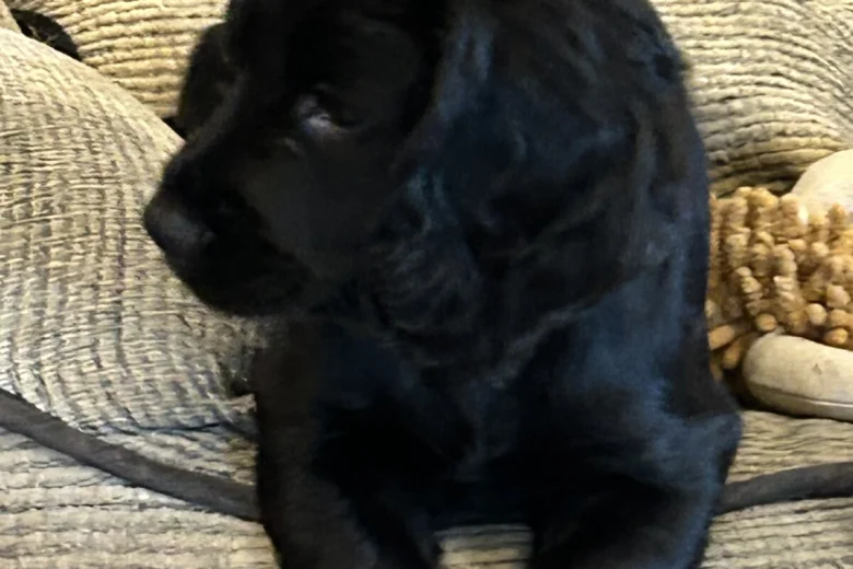 Cocker Spaniel (Working)