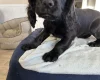 Cocker Spaniel (Working)
