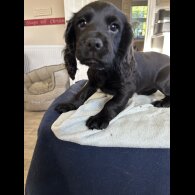 Cocker Spaniel (Working)