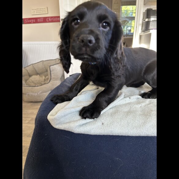 Cocker Spaniel (Working)