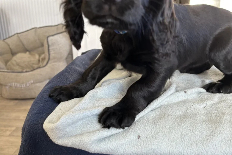 Cocker Spaniel (Working)